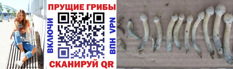 купить наркотик  Тетюши  Галлюциногенные грибы Magic Shrooms 